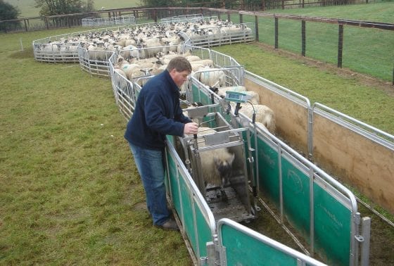 Griffith Elder Livestock Scales