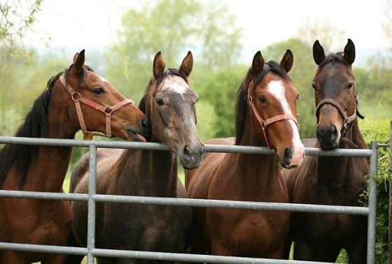 Horse Weighbridges